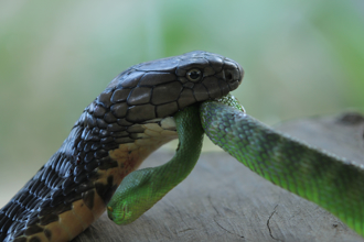 同體型還是輸 眼鏡王蛇死亡旋轉同類 活生生吞下肚
