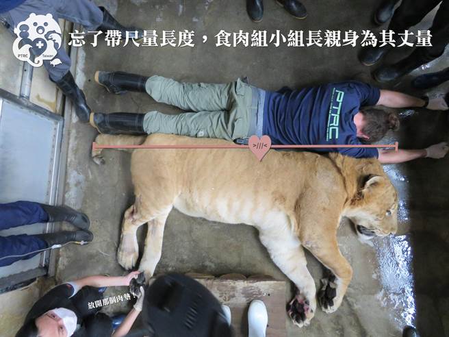 阿彪将过12岁生日，屏科大保育类野生动物收容中心经健检发现，牠是个健康大个。(屏科大保育类野生动物收容中心授权提供)