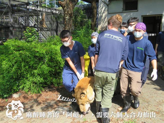 阿彪将过12岁生日，屏科大保育类野生动物收容中心经健检发现，牠是个健康大个。(屏科大保育类野生动物收容中心授权提供)