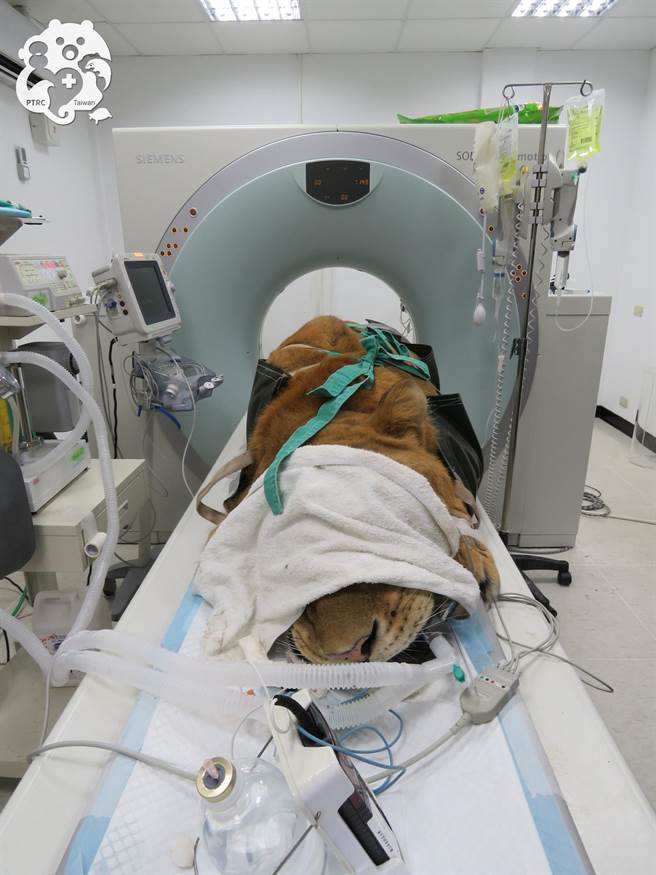 阿彪将过12岁生日，屏科大保育类野生动物收容中心经健检发现，牠是个健康大个。(屏科大保育类野生动物收容中心授权提供)