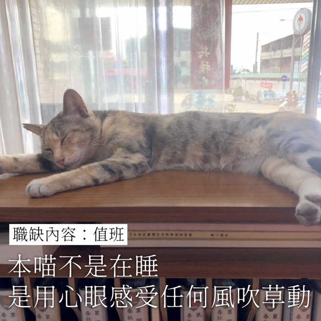 猫猫值班不是在睡觉，而是用心感受任何风吹草动。（翻摄自脸书TCPB 局长室）
