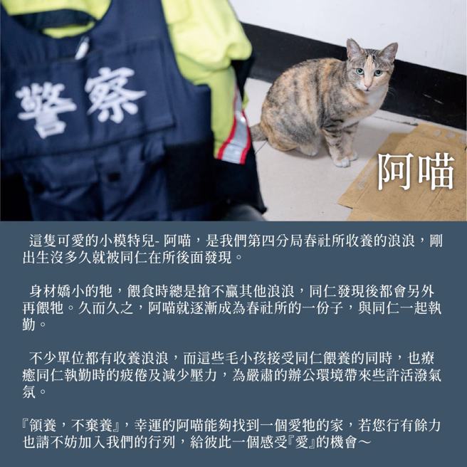 可爱的小模特儿_阿喵是第四分局春社所收养的浪浪，TCPB 局长室也强调「领养，不弃养」。（翻摄自脸书TCPB 局长室）