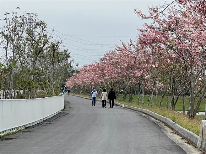 仁德滞洪池畔花旗木盛开。(曹婷婷摄)