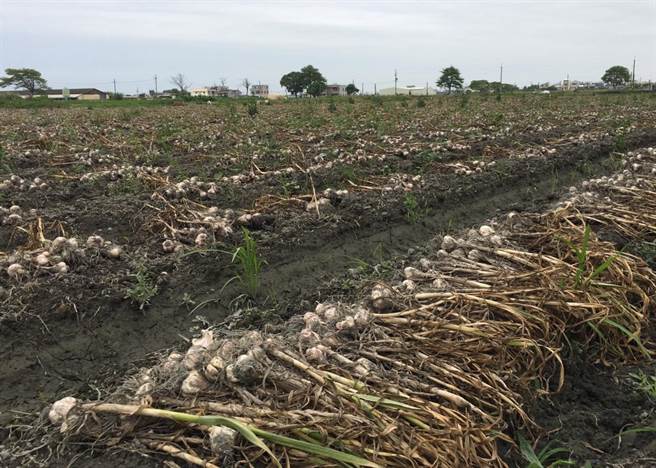 雲林縣未來幾天下雨機率高，蒜農擔心損傷加劇，這兩天即使泥濘也急著採搶收，盡量減少損失。（周麗蘭攝）