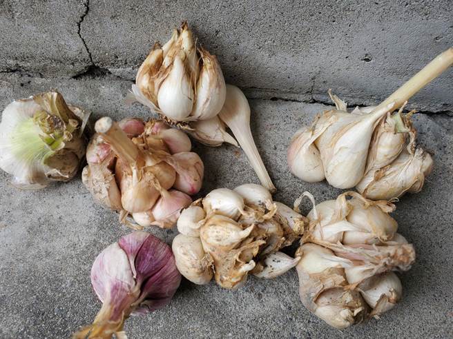 雲林縣各鄉鎮最近採收的蒜頭因吸水過多導致爆裂，變成散瓣狀況嚴重。（周麗蘭攝）