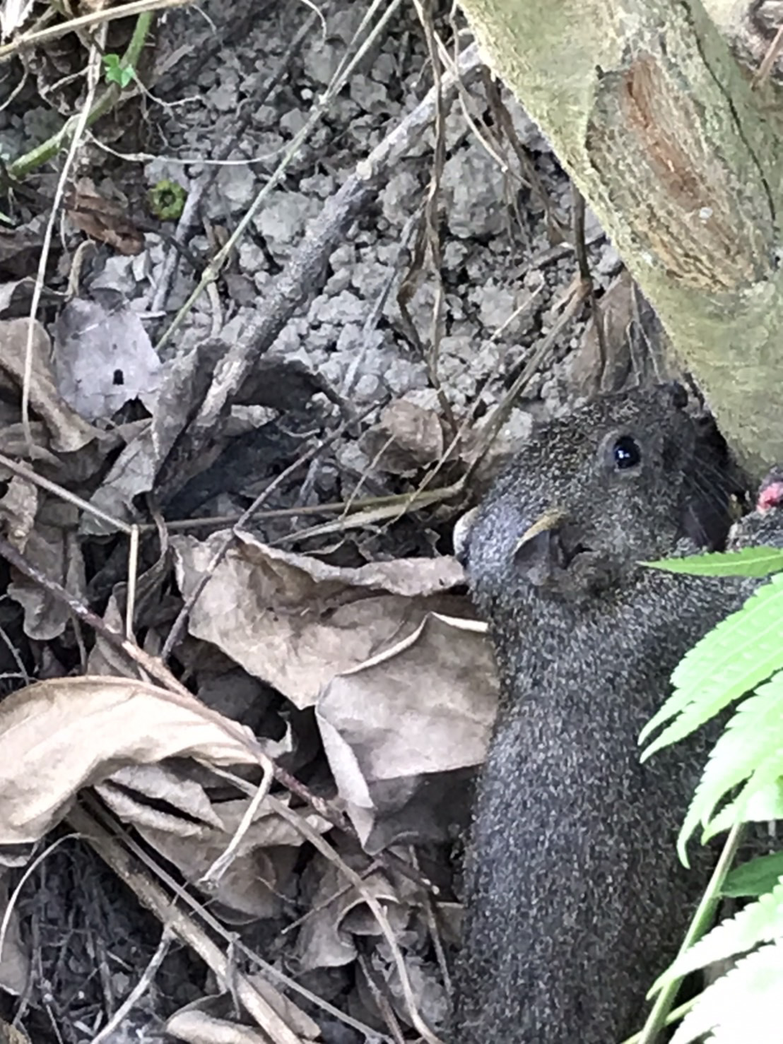 高雄小港地区今天上午突停电，发现竟是松鼠闯祸。（台电提供）