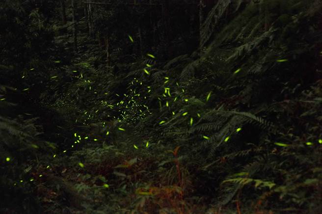 人月四月天，正是赏萤的季节。（南投林管处提供／廖志晃南投传真）