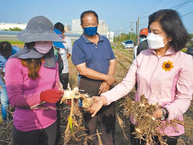 蒜頭採收期遇雨釀災，雲林縣長張麗善（右）籲中央全面現金救助。（張朝欣攝）