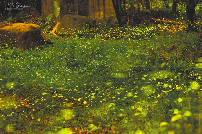 今年雨下得早，台南白河南寮社区的萤火虫大爆发。（江昭璇提供／张毓翎台南传真）