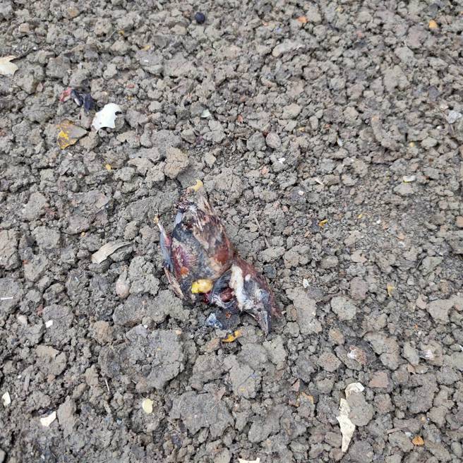 停电事件疑似鸟类影响，导致设备故障。（林瑞益翻摄）