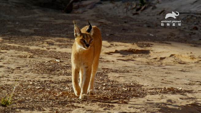 狞猫有着一双超大耳朵，食物在哪儿用「听」的就好。（动物星球频道提供）