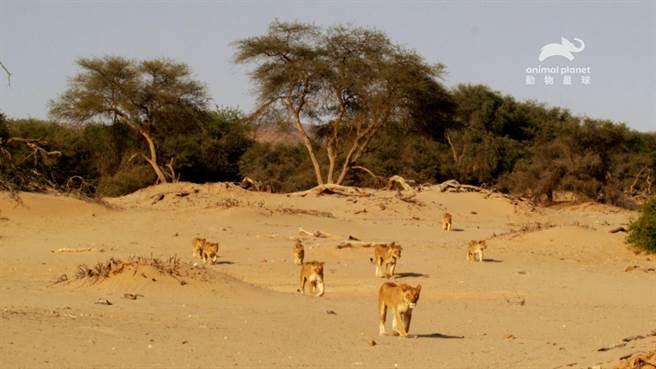 和天生习惯独来独往的大猫不同，狮子是百分百的社交型大猫。（动物星球频道提供）