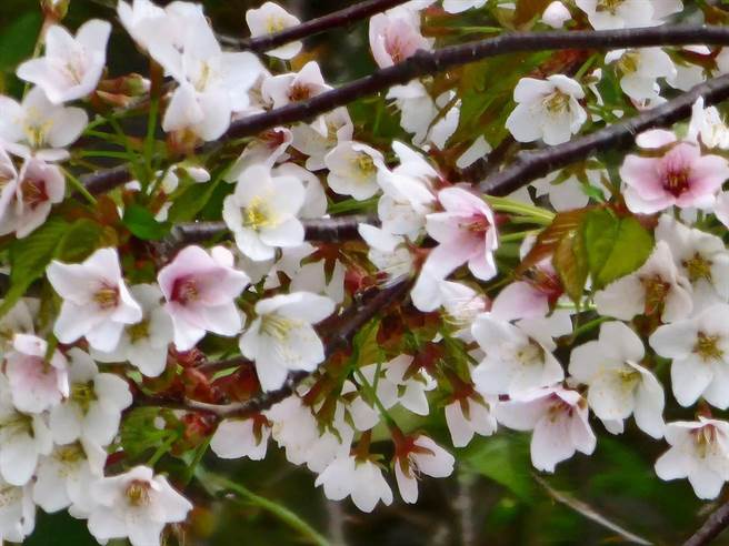 台湾特有种的「太平山樱花」，堪称是台湾原生种白色的樱花之宝。（武陵农场提供）