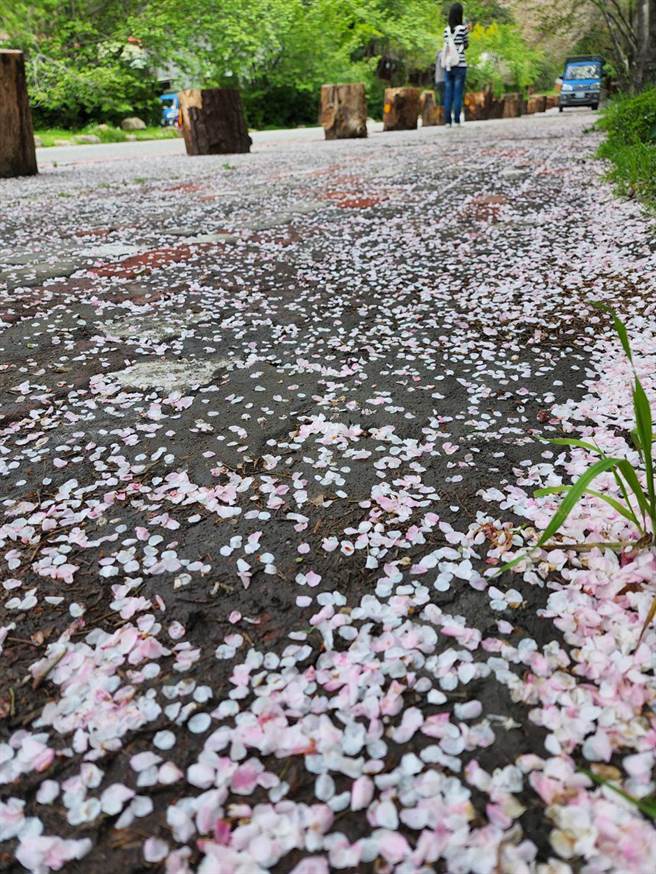 太平山樱花的心型花瓣，多为一片片飘下洒落，铺迭而成白色花瓣地毯，实在是美的令人醉心。（武陵农场提供）