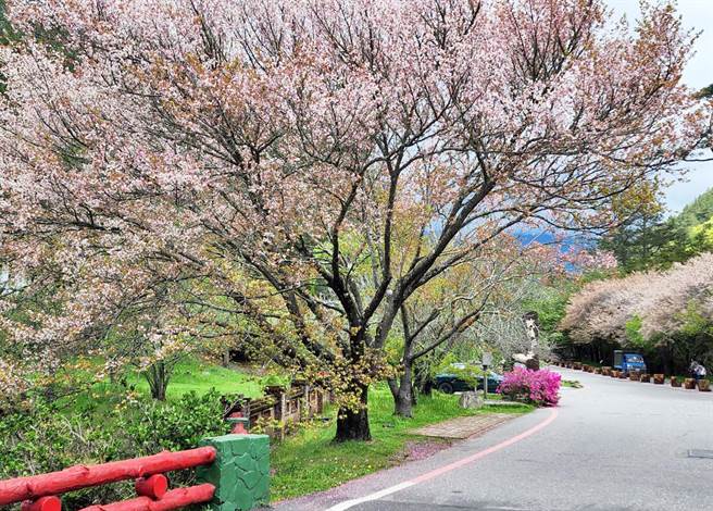 太平山樱花少数也带有一些些淡淡的粉红色，落下来樱花瓣地毯就带有淡淡的粉红色。（武陵农场提供）