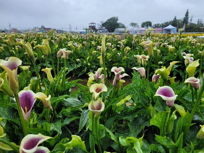2022桃园彩色海芋季种植7万2000多棵彩色海芋，有白紫色、紫色、黑色等特殊品种。（桃园市农业局提供／陈梦茹桃园传真）