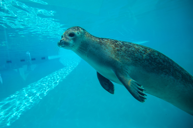 日本旭山動物園出現「疊疊樂」海豹，無厘頭舉動讓58萬人笑翻。(示意圖/達志影像)