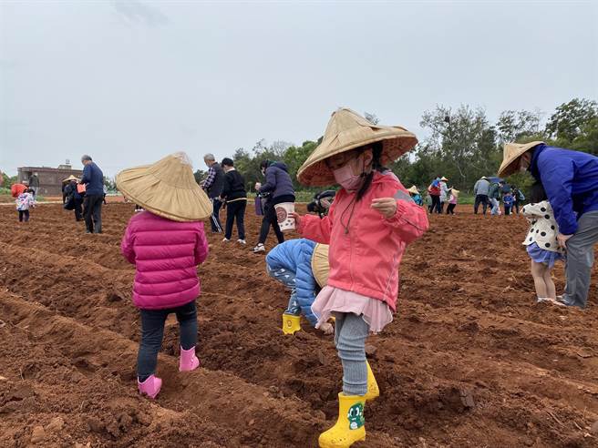 小朋友开心穿梭田埂，播种等待丰收的日子来到。（金寧乡公所提供）