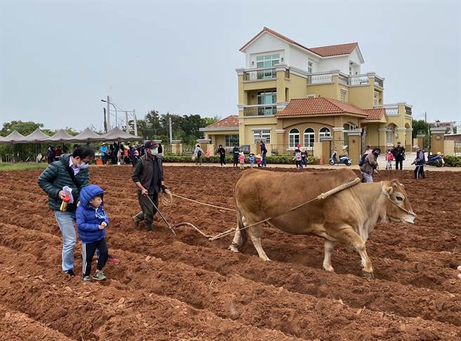 老农应邀解说和示范培土、锄草、铲土、种植和传统耕牛犁田下，引导大家趁着春雨霏霏播种入土。（金寧乡公所提供）