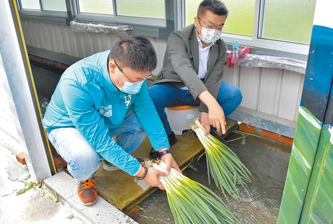 立法院副院长蔡其昌(右)、市议员施志昌(左)两人，一起体验在青葱洗涤场，清洗青葱的箇中滋味。（蔡其昌服务处提供／陈世宗台中传真）
