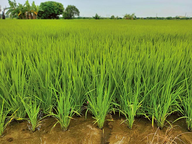 农委会去年起实施「稻作4选3」政策，2年4个期作中最多可选择3期水稻申报交公粮，云林适合种稻的良田多，莿桐乡、大埤乡稻农衝击尤其大。（周丽兰摄）