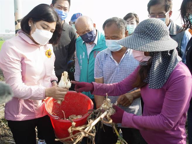 云林县蒜头灾损严重，云林县长张丽善（左）吁中央依栽种证明核发救助金。（张朝欣摄）