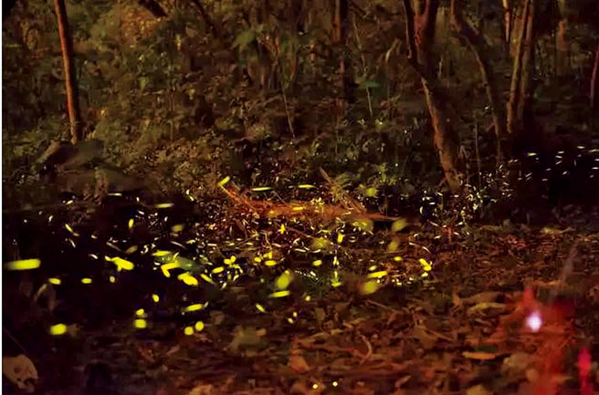 一年一度的螢火蟲季在4月11日開跑，北市公園處將舉辦包括「戀戀螢火蟲音樂會」、導覽解說等系列活動。（北市大地處提供／游念育台北傳真）