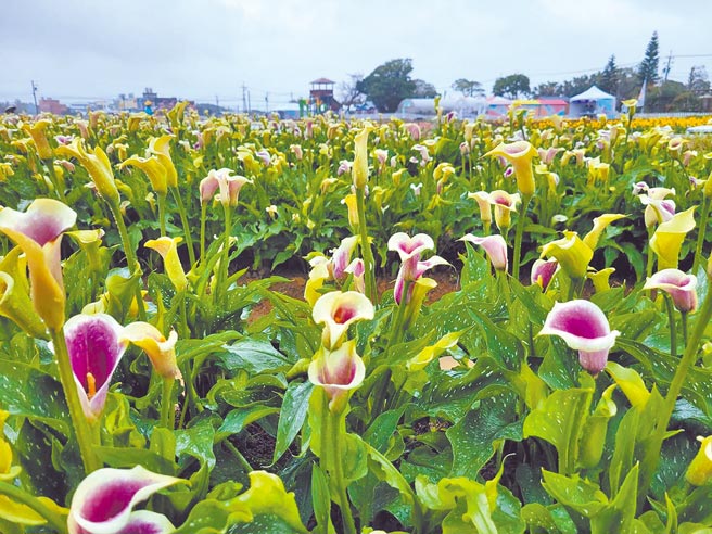 2022桃园彩色海芋季种植7万2000多棵彩色海芋，有白紫色、紫色、黑色等特殊品种。（桃园市农业局提供／陈梦茹桃园传真）