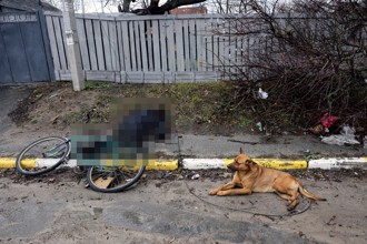 烏克蘭忠犬原地苦守主人遺體 畫面成「最後道別」惹鼻酸 