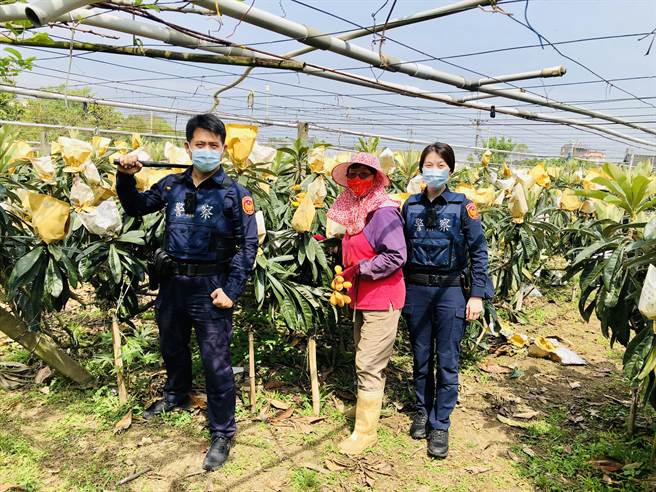 新社區農作枇杷4月進入產季，東勢警分局新社分駐所啟動「護農專案」。（警方提供）
