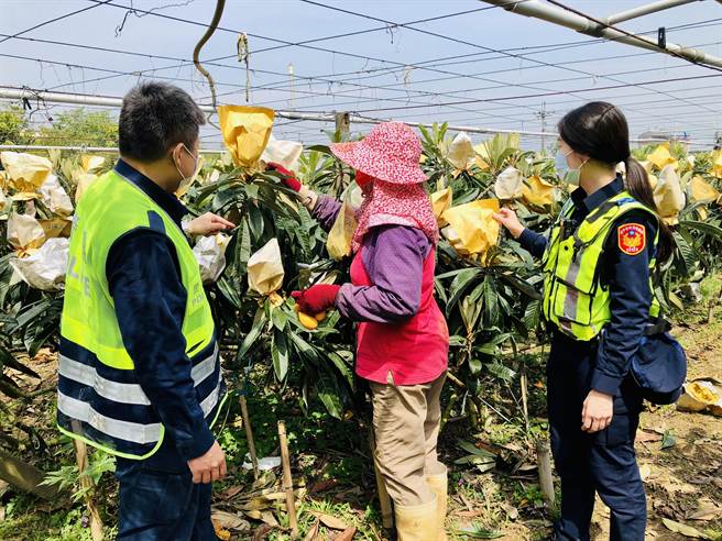 新社區農作枇杷4月進入產季，東勢警分局新社分駐所啟動「護農專案」。（警方提供）