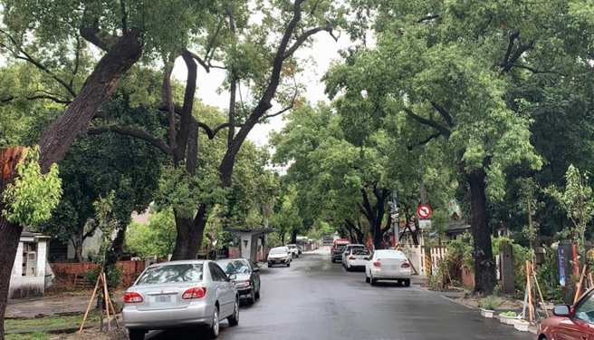 台中市雾峰区光復新村树荫林立，成为当地特色景观，议员盼市府不要只保护老树，应重视整体环境。（林欣仪摄）
