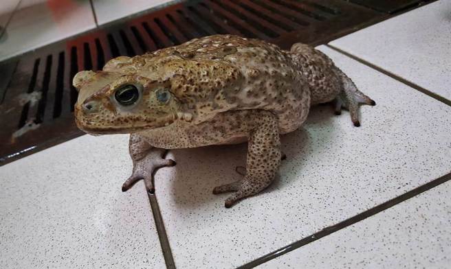 原做為寵物的海蟾蜍，疑似遭民眾棄養外溢到自然環境中，破壞了生態平衡而必須被移除。（劉偉蘋提供）