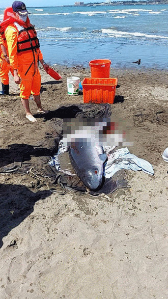 300公斤抹香鯨寶寶重傷擱淺八里  新北救難協會急救援