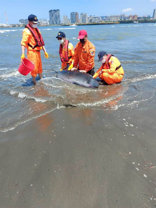 新北救难协会八里分会今（5日）上午近11时，在八里左岸边发现一头重达300公斤的幼年抹香鲸搁浅，新北救难协会执行长郑培铭出动自制的鲸豚拖板车救援。（郑培铭提供）