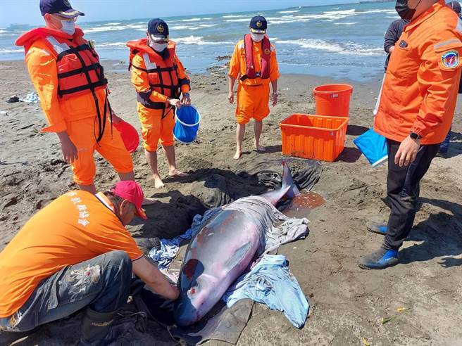 新北救难协会八里分会今（5日）上午近11时，在八里左岸边发现一头重达300公斤的幼年抹香鲸搁浅，新北救难协会执行长郑培铭出动自制的鲸豚拖板车救援。（郑培铭提供）