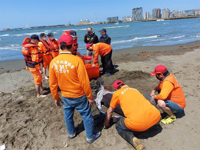 新北救难协会八里分会今（5日）上午近11时，在八里左岸边发现一头重达300公斤的幼年抹香鲸搁浅，新北救难协会执行长郑培铭出动自制的鲸豚拖板车救援。（郑培铭提供）
