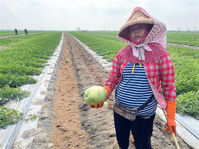 今年度（2022年）西瓜保险降雨量门槛稍降，但云林西瓜农仍认为只以雨量为标准过于严苛，衝击西瓜收成的因素还有温度、育成率。（周丽兰摄）