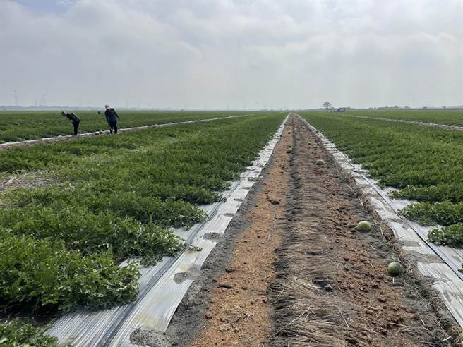 云林县西瓜种植面积约1400公顷，占全台第二名，云林县府仍鼓励瓜农投保，今年县府仍补助10％保费。（周丽兰摄）