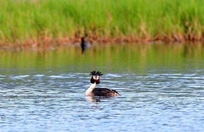 台东知本溼地这只冠鷿鷈待了2个多月，已经换上超美的繁殖羽。 （庄哲权摄）