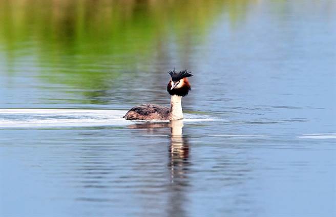 台东知本溼地这只冠鷿鷈待了2个多月，已经换上超美的繁殖羽。 （庄哲权摄）