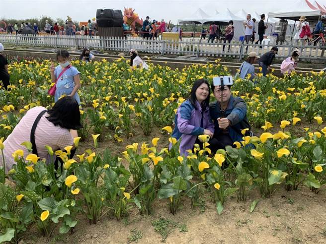 桃园彩色海芋季，首周于清明连假开展，艳阳助阵下，狂吸23万人次到访。(蔡依珍摄)