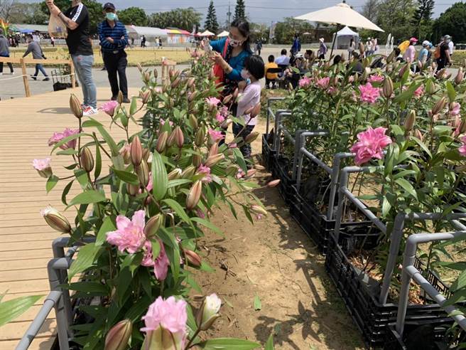 桃园彩色海芋季，首周于清明连假开展，艳阳助阵下，狂吸23万人次到访。(蔡依珍摄)