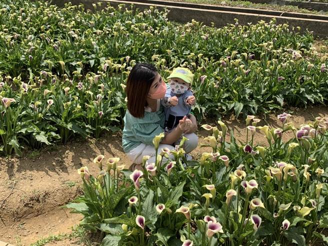 桃园彩色海芋季，首周于清明连假开展，艳阳助阵下，狂吸23万人次到访。(蔡依珍摄)