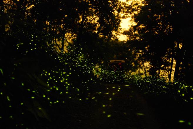 林瑞崑過去於關山里拍到的壯觀螢火蟲。(林瑞崑提供／劉秀芬台南傳真)