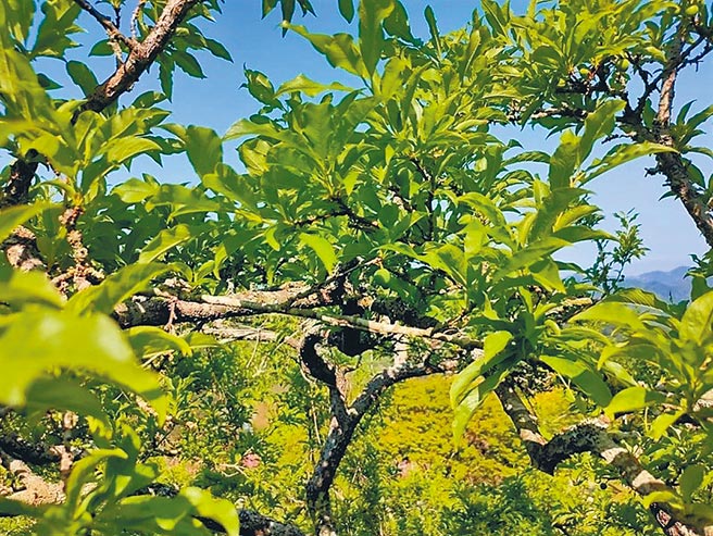 苗栗縣李子遲發性災害，全縣災損面積200多公頃、災損金額達2千多萬元，縣府受理農民申請現金災害救助，6日為最後期限。（李京昇攝）