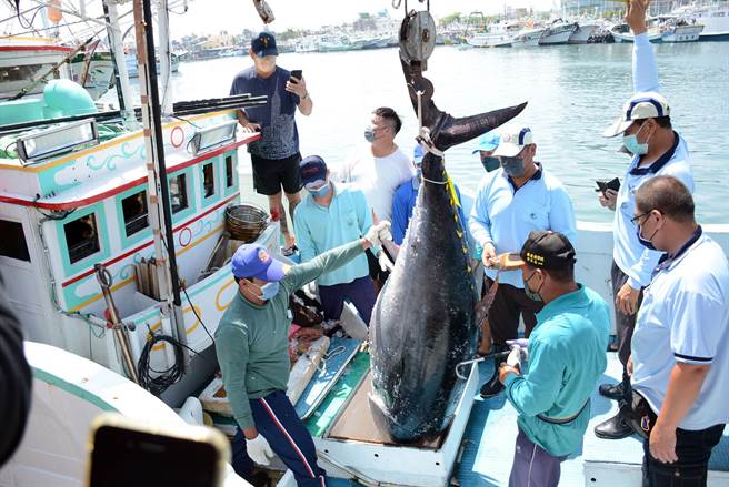 2022屏東第一鮪上鉤，近日將公開拍賣。(林和生攝)