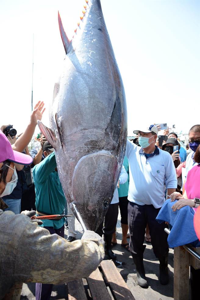 2022屏東第一鮪上鉤，近日將公開拍賣。(林和生攝)