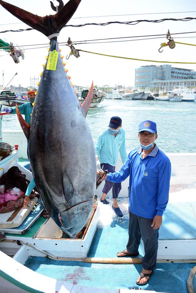 船長陳金平捕獲今年第一鮪。(林和生攝)