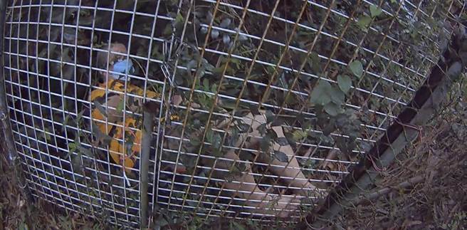 張姓老翁跌落架有鐵網的菜園。（翻攝畫面）